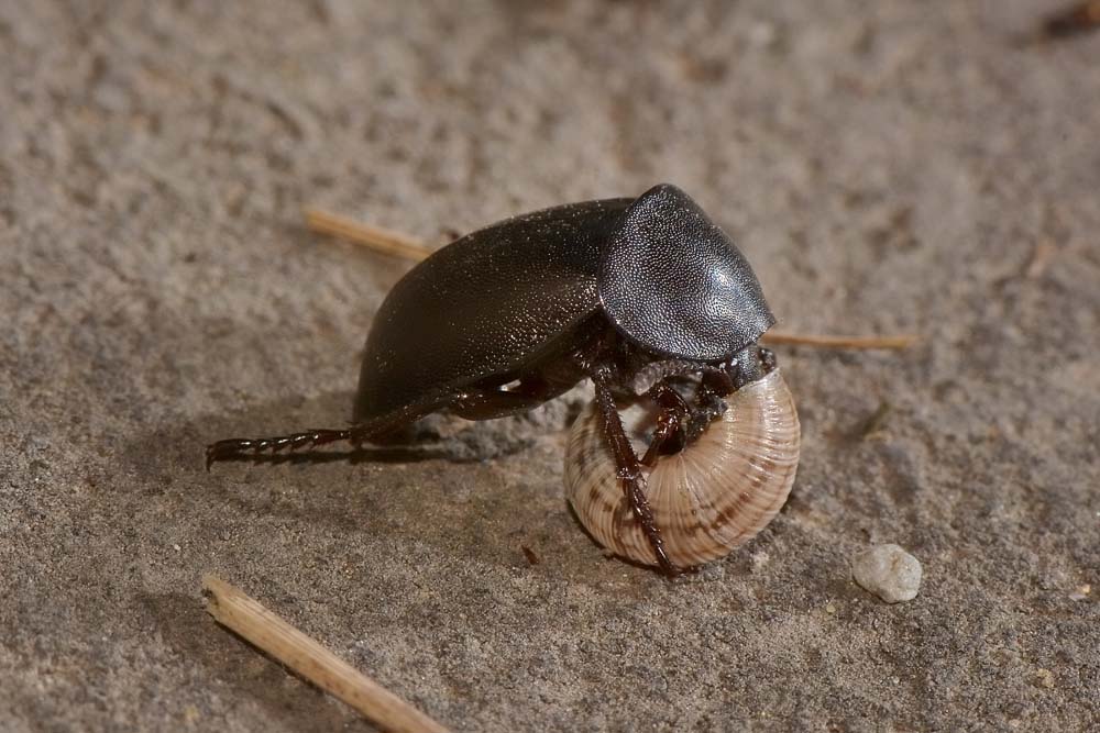Silphidae predatrici - Ablattaria laevigata
